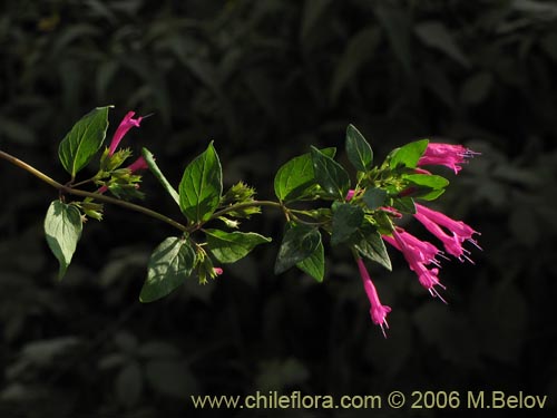 Image of Satureja multiflora (Menta de Ã¡rbol / Satureja / Poleo en flor). Click to enlarge parts of image.